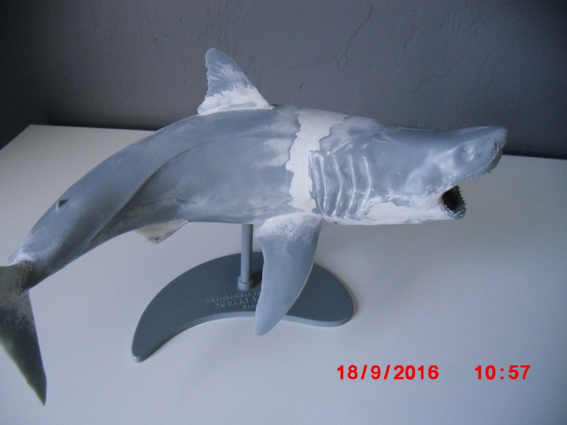 Carcharodon Carcharias  423322CIMG8348