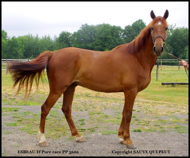 [PLACE MATHILDE] ESBEAU  Un magnifique cheval de selle.............. 424464esbeau1