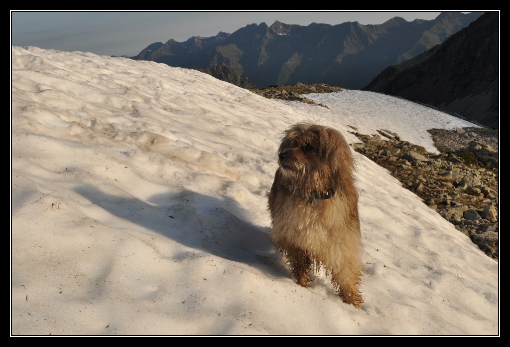 Une vie pyrénéenne de labrit des pyrénées - Page 6 424514mad0225