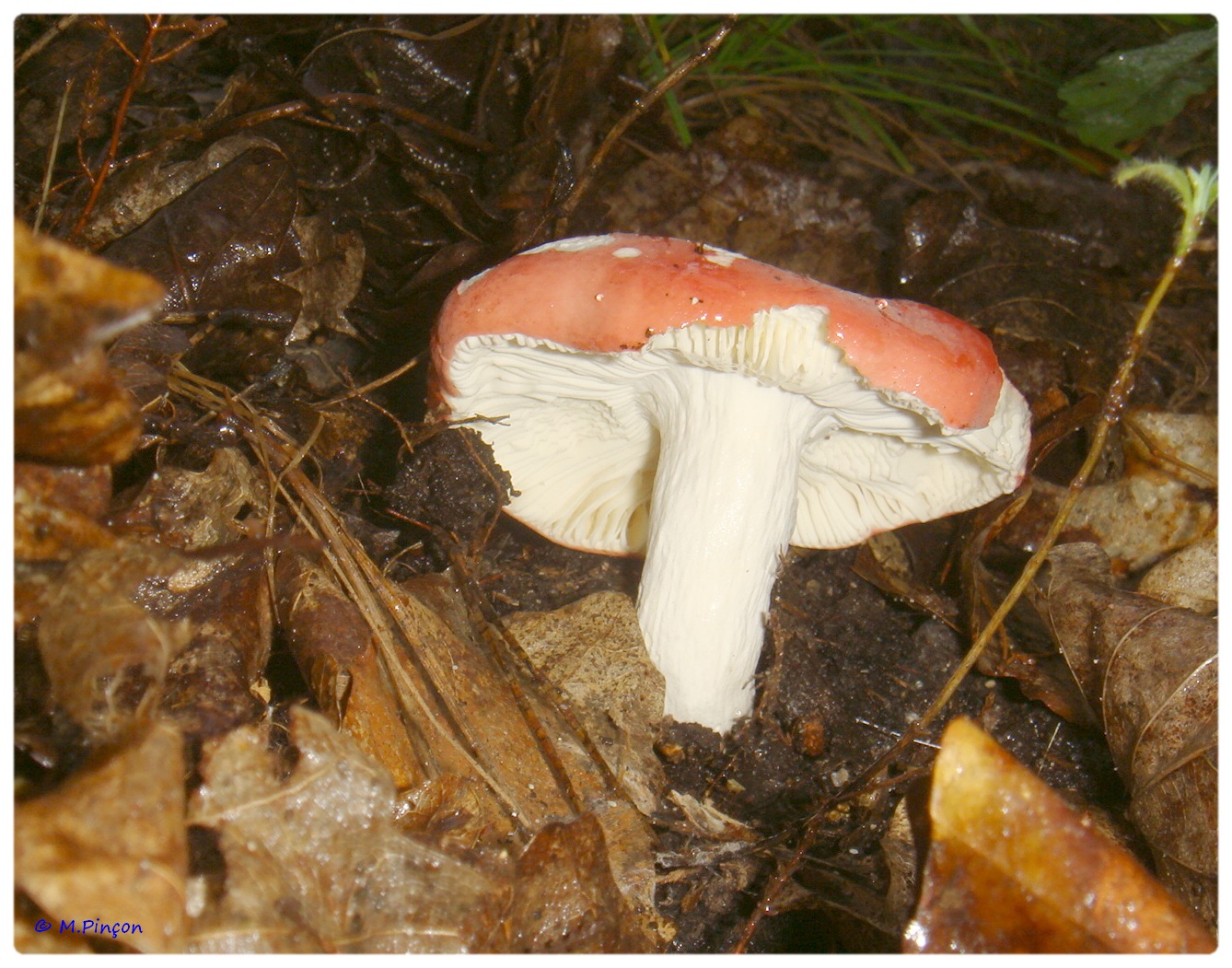 [fil ouvert] les champignons 425634DSC011208