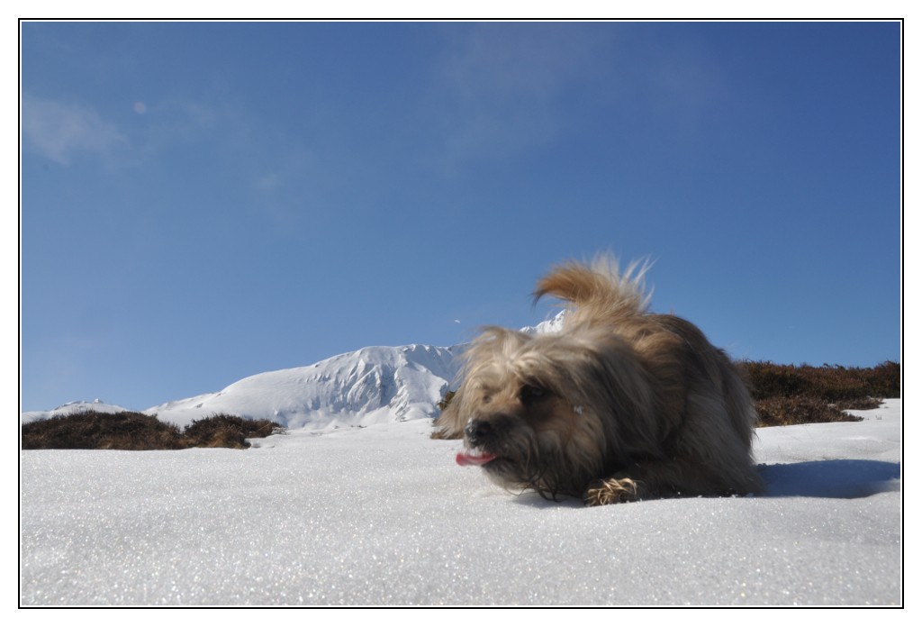 Une vie pyrénéenne de labrit des pyrénées - Page 3 425649sou0168