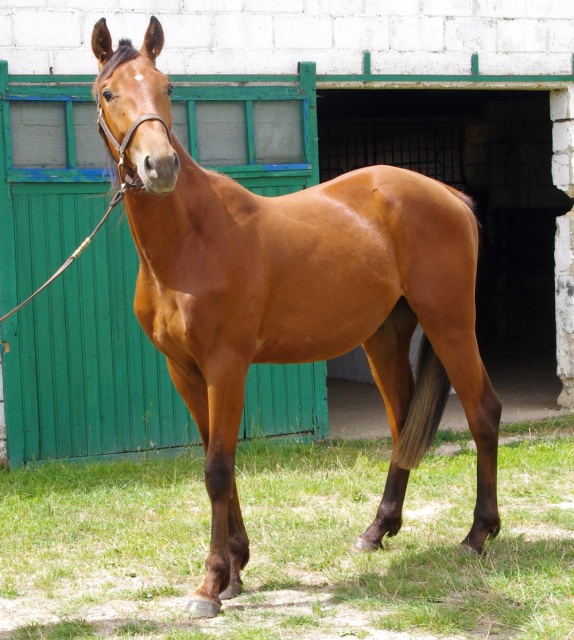 [PLACE ERIC]  ESTEBAN  Tendresse et zénitude au RDV... 426543esteban3