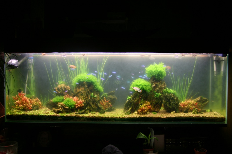 trigon 190 + cuve 120x30x40 aquascaping - Page 7 429373IMG2663