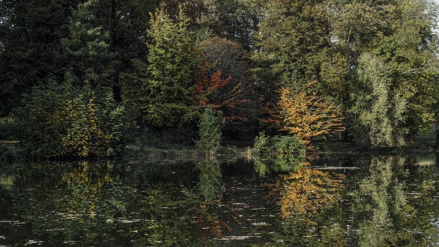 L'automne au bois (suite maj du 18/11) 430013DP3M6017