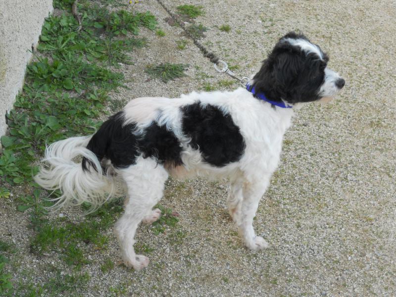 TONUS CANICHE MALE X FOX 4 ANS (CSCA BEZIERS HERAULT 34) 430123TONUS1