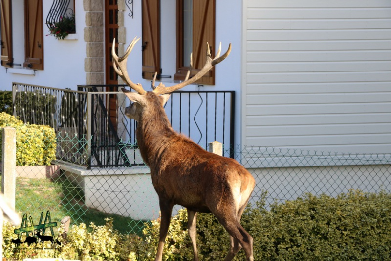 Un cerf abattu dans un jardin à La Croix Saint-Ouen ! 430801691