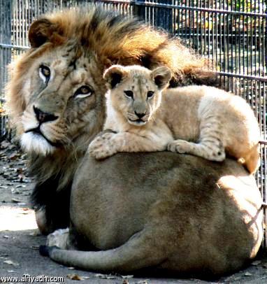 TENDRESSE !!! - Page 2 431122lion