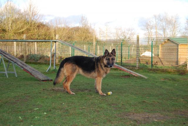 Zeus (berger allemand) - Page 9 431406DSC_0845