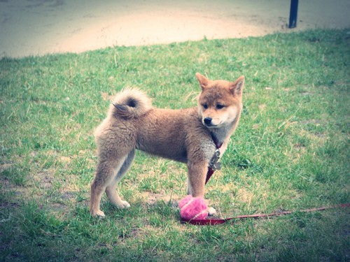 Ma Donnie, ma shiba, mon soleil ♥ - Page 2 4329731016614