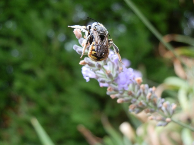 Abeille (?) morte en butinant  433193P8200045