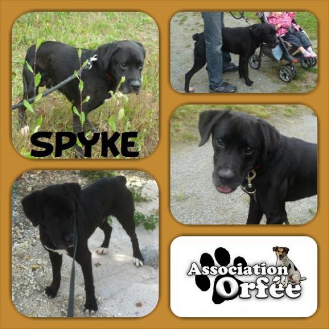 Adoption de Spyk (Orfée) 433597Spyk