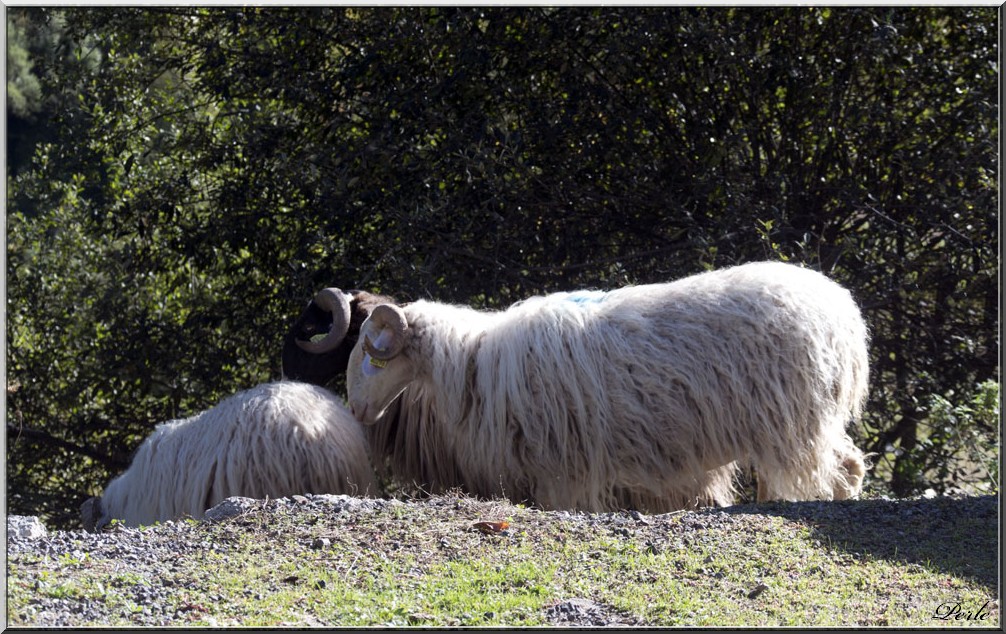 Vallée d'Aspe  434818aubise22