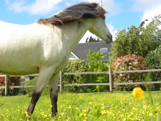 Présentez-nous vos chevaux ! <3 434978DSCN8423