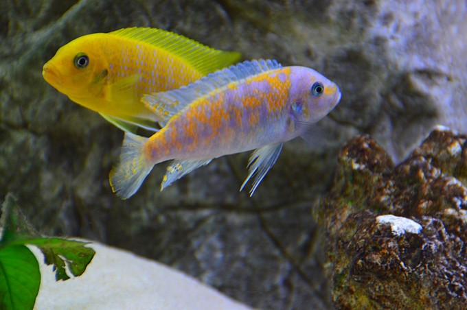 Mes aquariums 435077hajovsestheraeMC