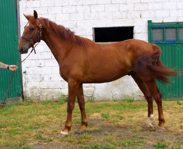 [PLACE MATHILDE] ESBEAU  Un magnifique cheval de selle.............. 435355esbeau6