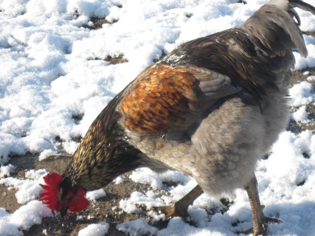 les poules de la ferme dans la neige 435573IMG3966jpg