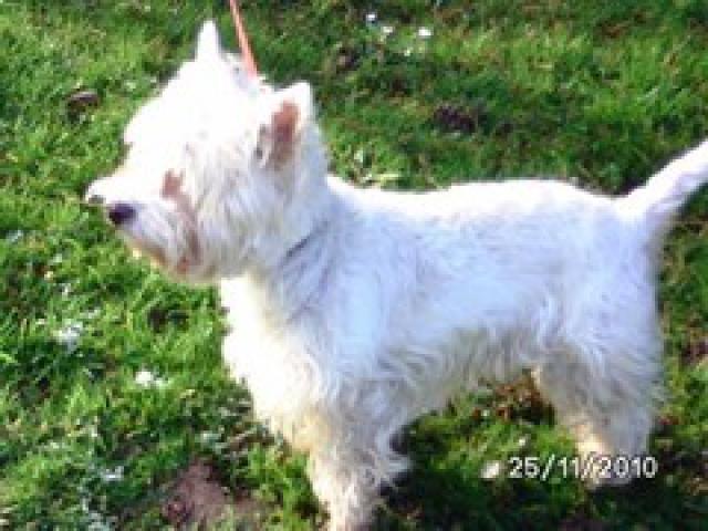 UGO - type westie - mâle - 7 ans - Sarrebourg (Moselle) 435823image