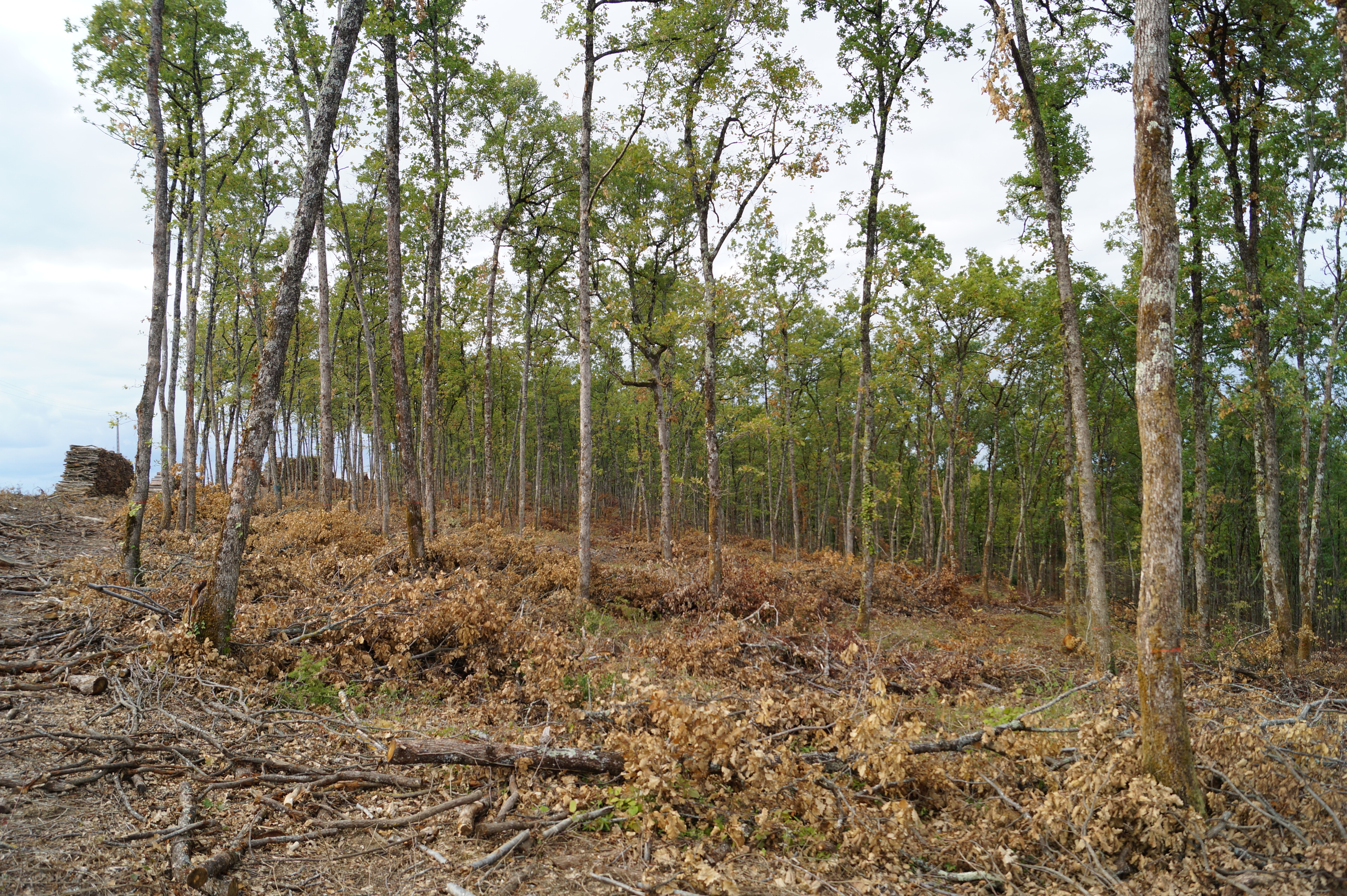 [fil ouvert] la forêt dans tous ses états - Page 7 437554DSC03701