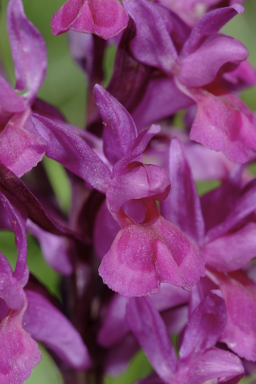 Dactylorhiza sambucina (Orchis sureau) 440835Sam16