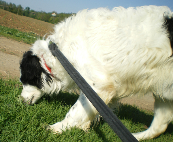 Salem, mâle croisé Border Collie né en 2006 - Refuge SPA de Poitiers (86) 441391Salem5