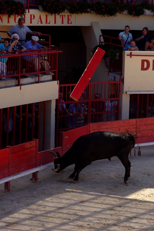 Courses Camarguaises 441685IMGP0526toroplachex800