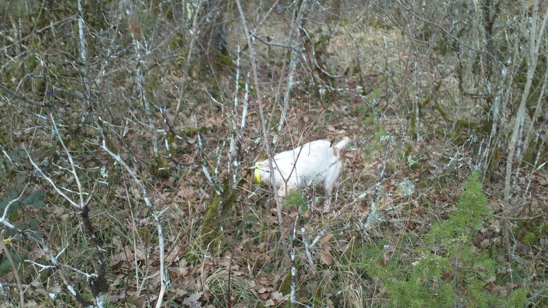 Territoires pour les setters DEL ROC TRAUCAT - Page 10 4427471000003