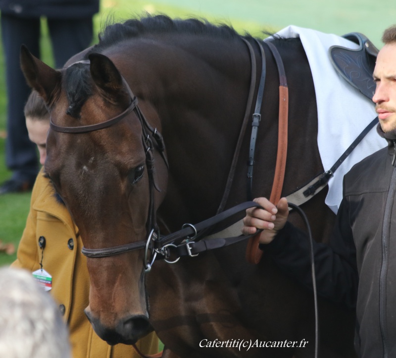 Photos Auteuil 6-11-2016 4450265J6A9990