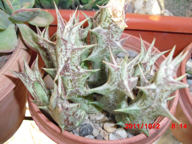 Cactus ou plante grasse? 445679CIMG1120