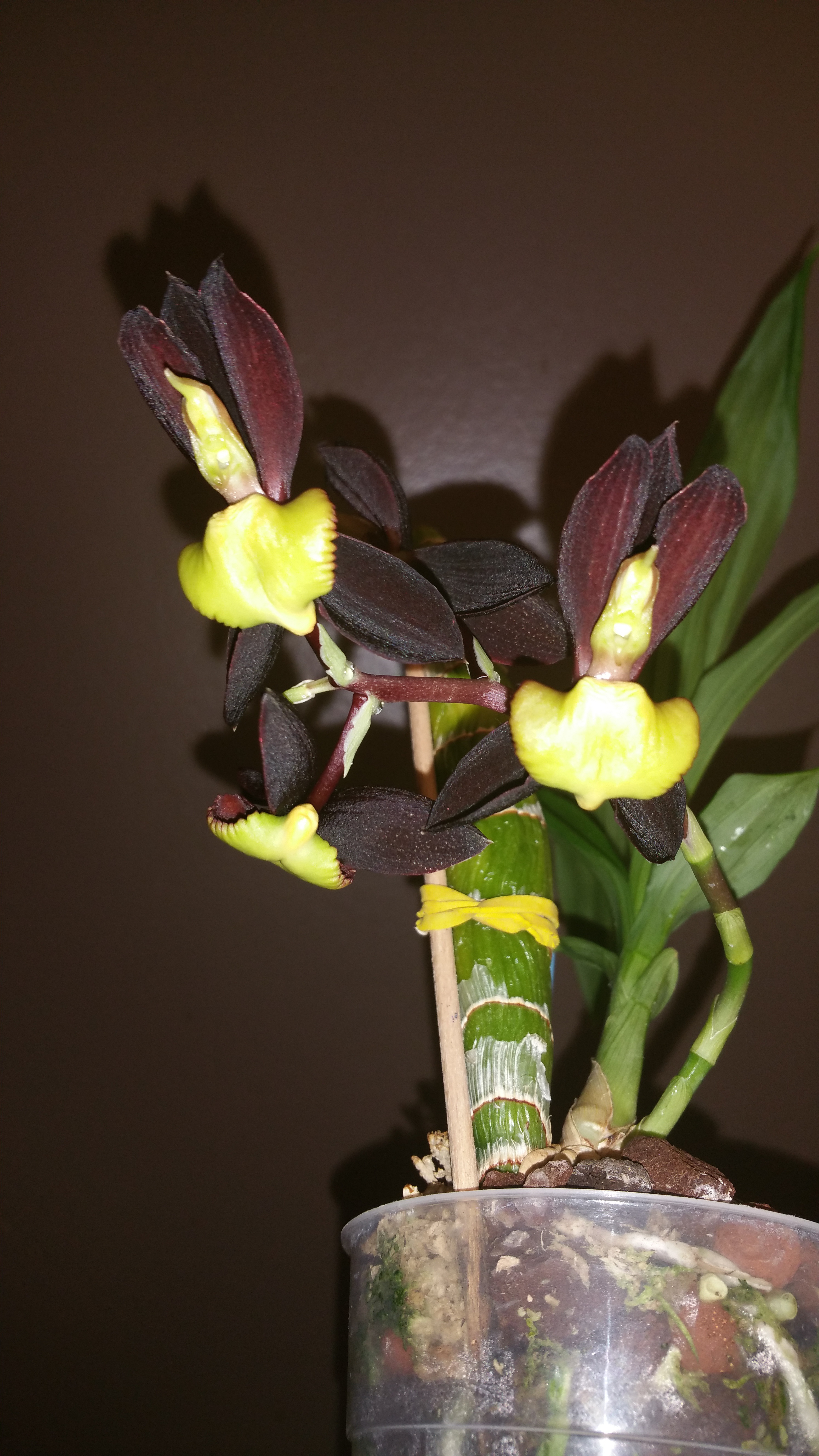 Catasetum tenebrosum  44582620170814110542