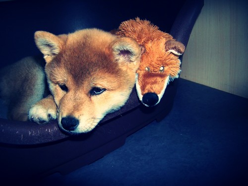 Ma Donnie, ma shiba, mon soleil ♥ - Page 2 4460331016526