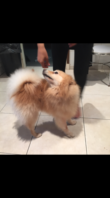 ADORABLE SPITZ 9 ANS EN FA ILE DE FRANCE CH ADOPTANT 447150SPITZ