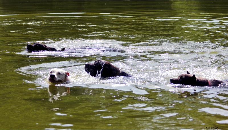 Cours de natation canine 447572Photo001