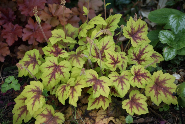 Tiarella et Heucherella 448090014