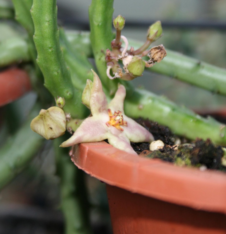 Stapelia divaricata 448684stapeliadivaricata