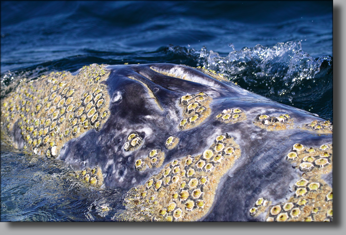 BAJA CALIFORNIA, j'ai caressé des baleines ... - Page 2 450670SDI4267