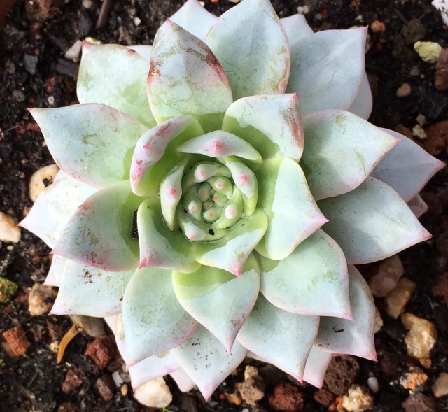 Echeveria 451394echeveriavictor