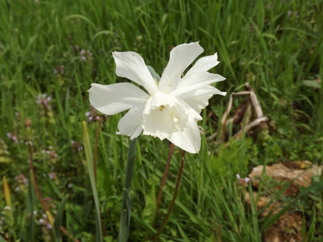 Narcissus - les narcisses horticoles - Page 5 451600DSCF3205