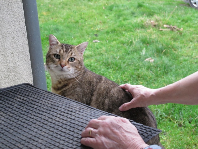 URGENT - 14 chats à sauver avant le mois de mars (35 DOL DE BRETAGNE) 455126pirouette