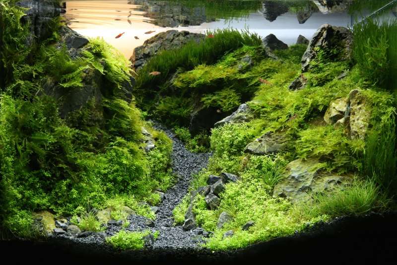 Technique aquascaping - Monter un relief avec des tubes en PVC - posté par Ricco 455664Elgol