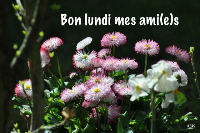 TOMBE LA NEIGE! - Page 22 45570110L1002Bonlundimesamiesfleurs1