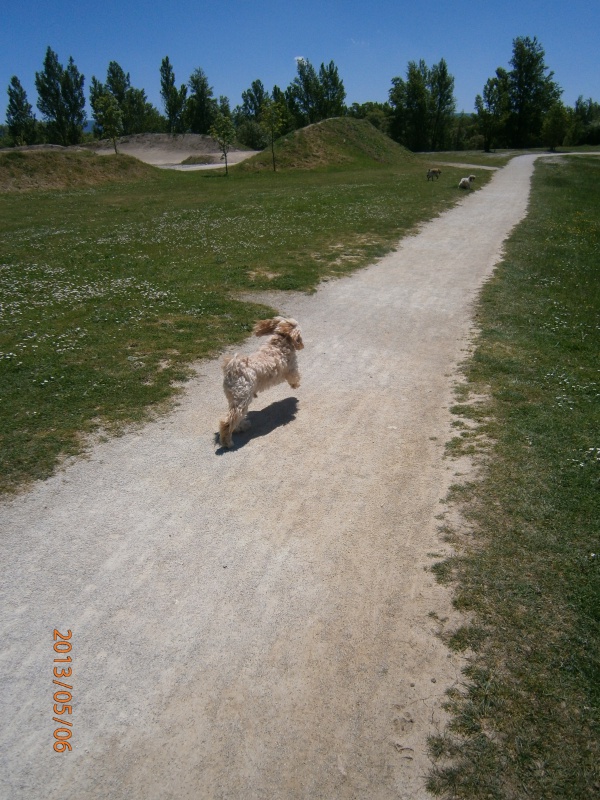 CHAPO X CANICHE M 10 ANS URGENT avant le 10/02 - Page 2 456259P5060027