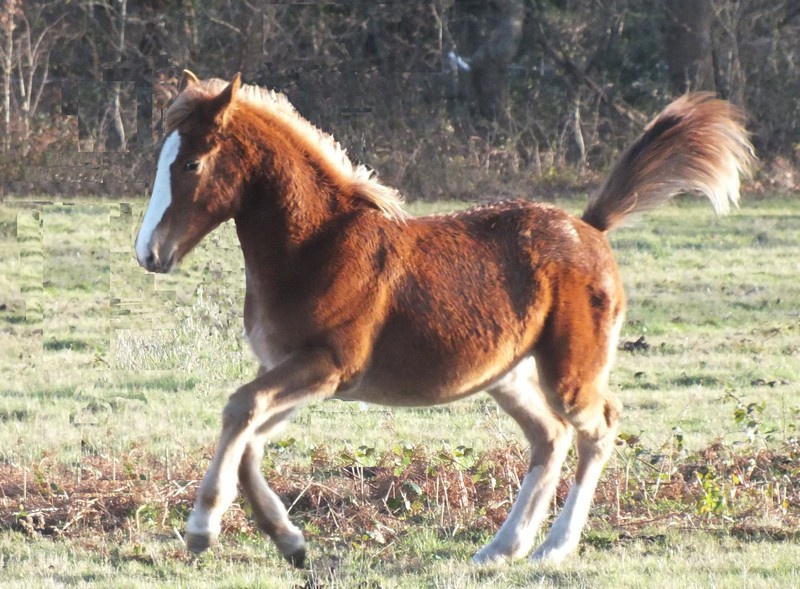 Beren de Maranwë, OC par Fingant de Lafage SF et Seya OI.  457440Photo032a