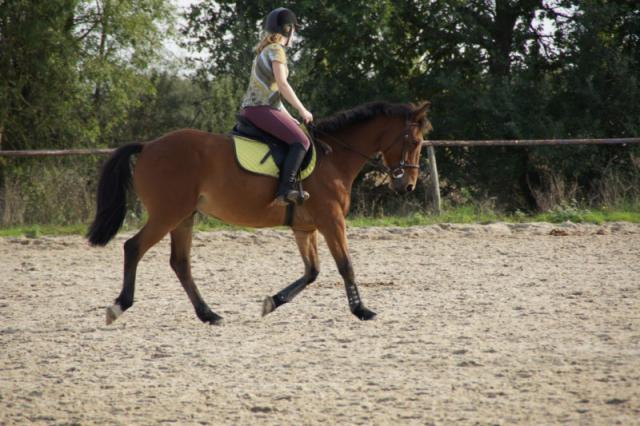 LE JEUNE CHEVAL, travail, attitude concours et... - Page 16 457543DSC01064