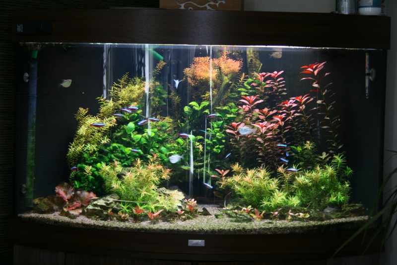 trigon 190 + cuve 120x30x40 aquascaping - Page 6 459758IMG2099