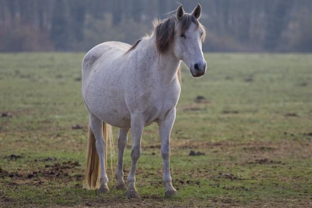 Haras du Freysse 460048Katja