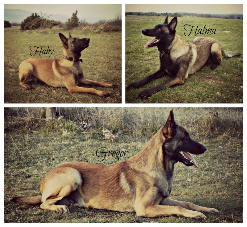 Un trio de malinois !  - Page 10 461348malinois