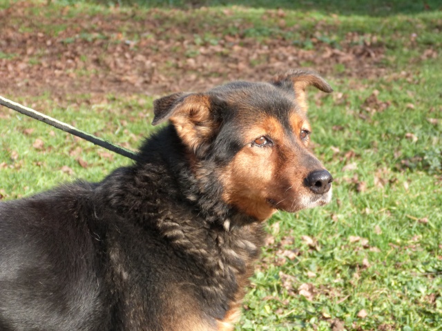 urgent - DIANE - x beauceron 13 ans (1 an de refuge)  - Spa de Poitiers (86) 4627355rDiane6