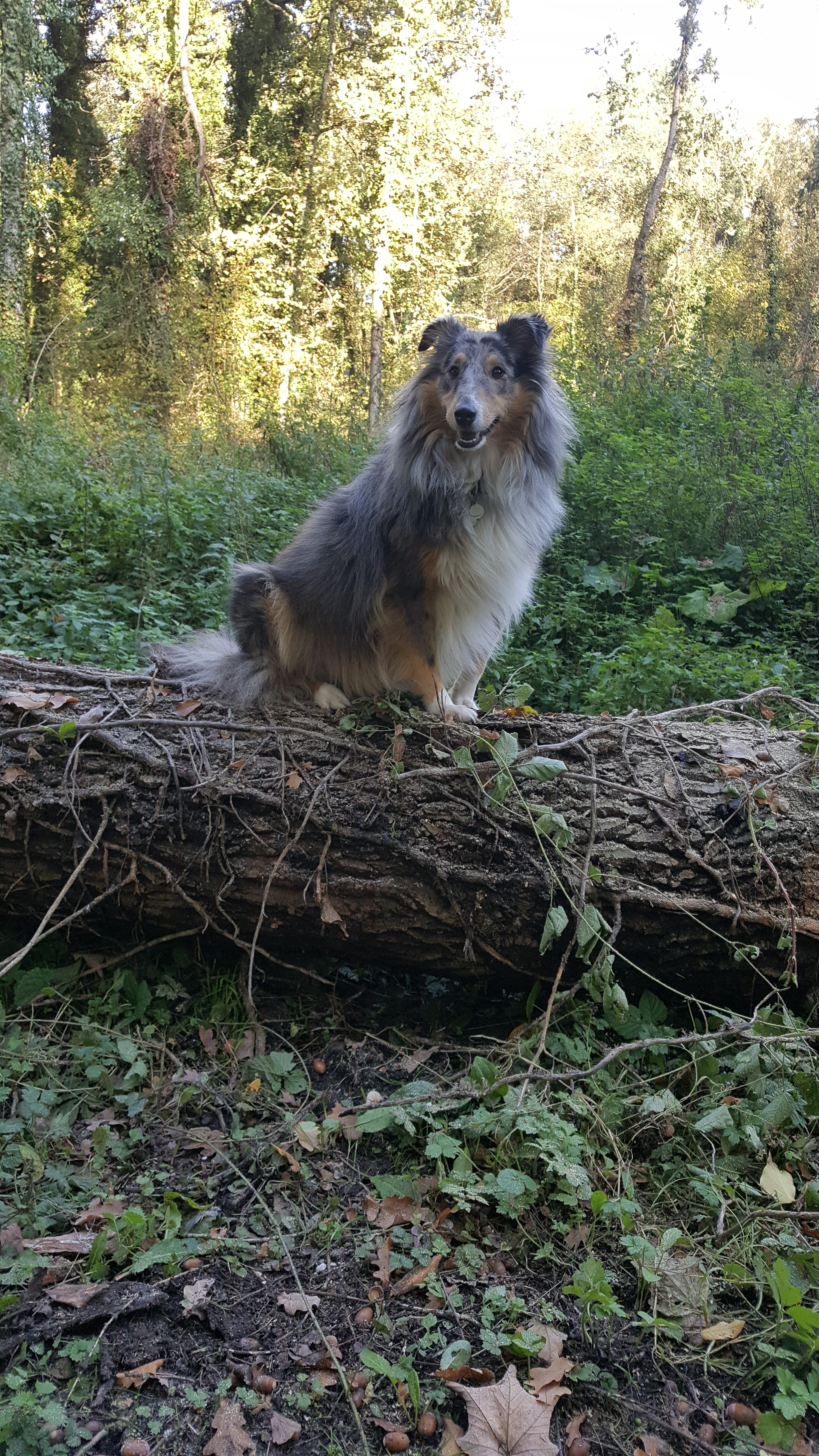 Myla, ma jolie sheltie 46342620171015155631