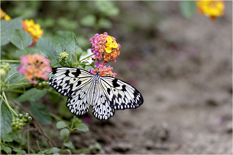 Papillons  463596DSC3434DxOcopie