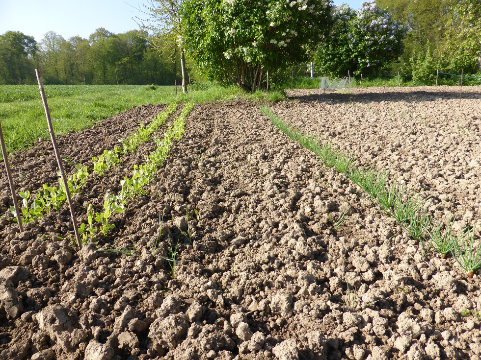 Mon  Jardin 2017. 464991petitspois